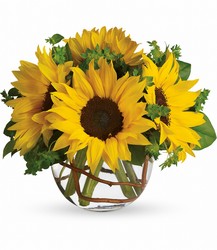 Sunny Sunflowers from Kinsch Village Florist, flower shop in Palatine, IL